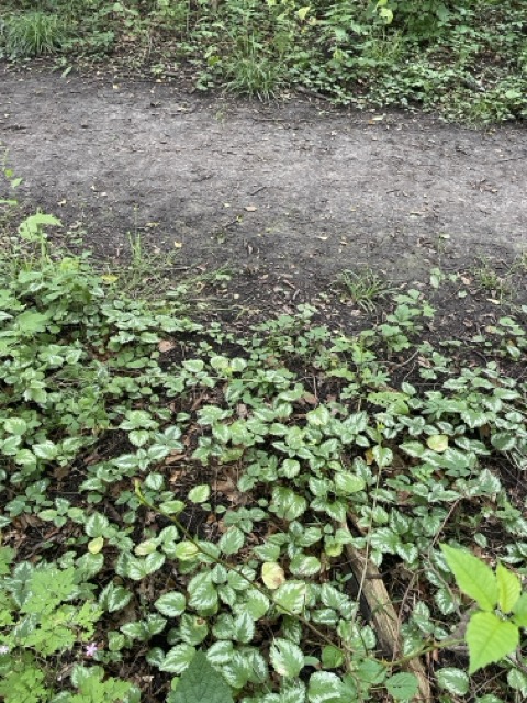 forest path between Borsum and Harsum