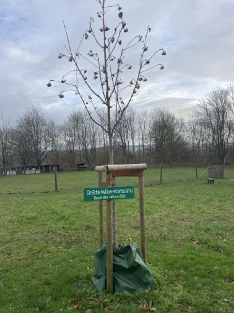 Baum des Jahres 2024: Mehlbeere