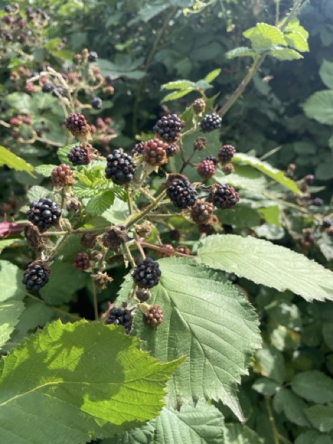 Brombeeren