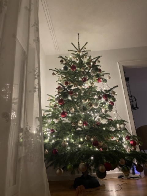 Echter Weihnachtsbaum