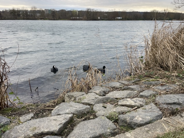 Enten am Hohnsensee