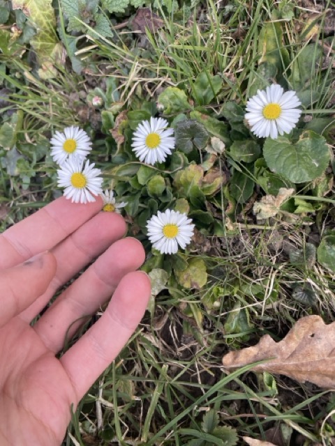 Gänseblümchen nicht pflücken