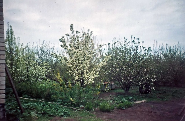 Grandparents' garden behind the house, Russia