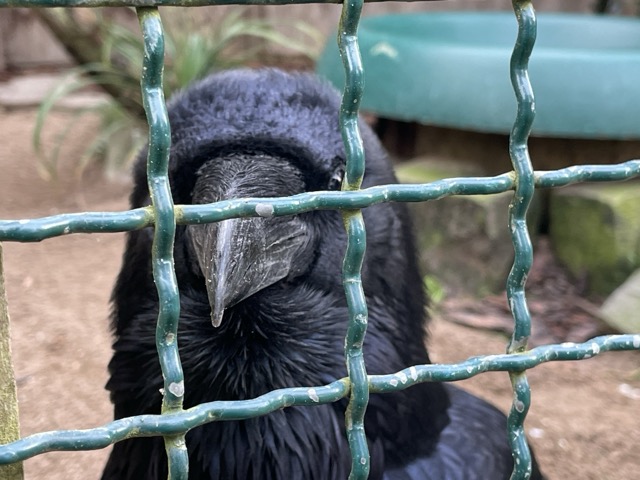 Gefangener Rabenvogel