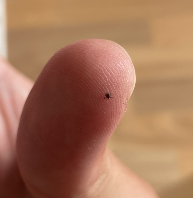 Keine Angst vor Zecken