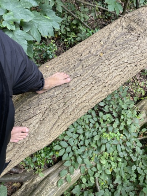 klettern im Wald auf einem gefallenen Baum barfuß