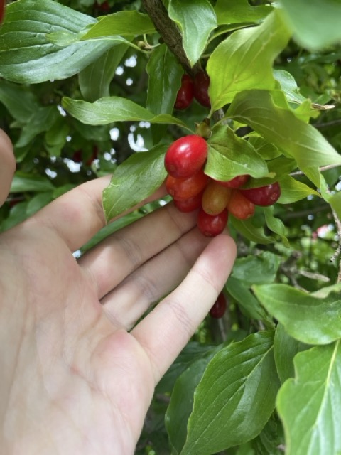Kornelkirsche (Cornus mas)