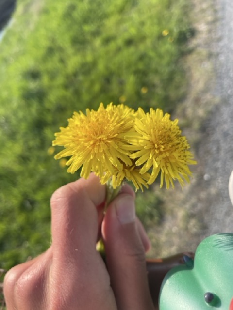 Löwenzahn