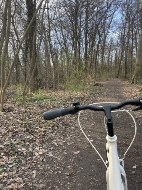 Spazierengehen im Wald in Moritzberg