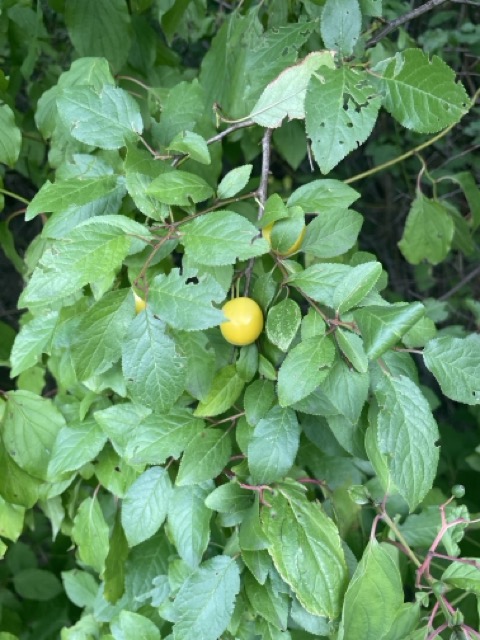 Gelbe Zwetschge (Prunus Domestica)