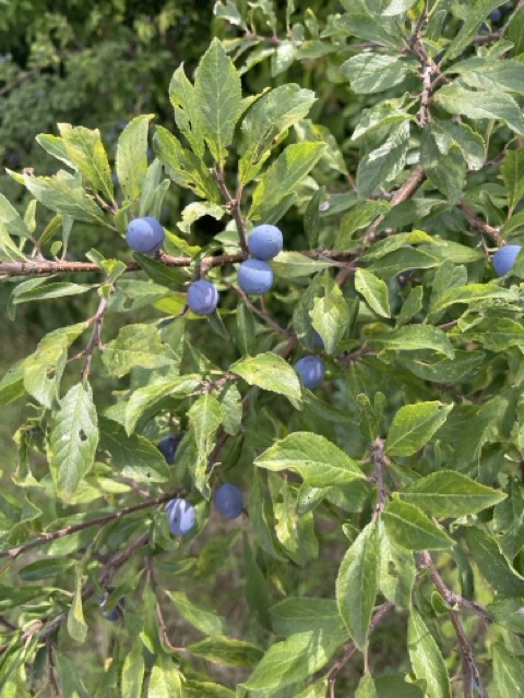 Schlehdorn (Prunus Spinosa)