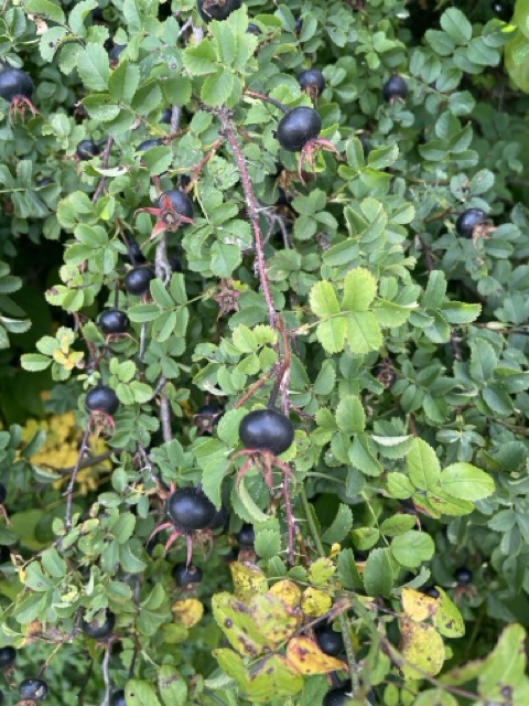 Schwarze Hagebutten (Rosa Rugosa)