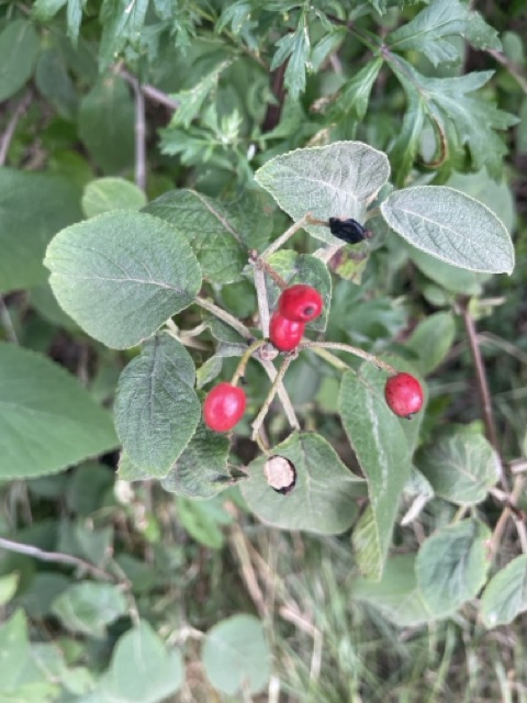 rote Heckenkirsche (lonicera xylosteum)