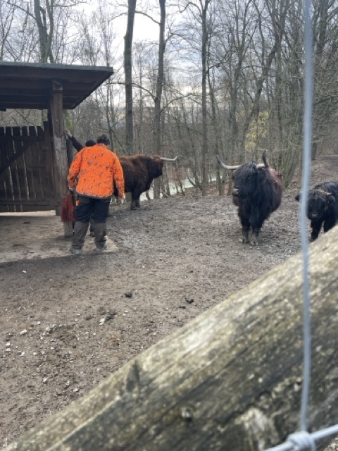 Schottische Hochlandrinder