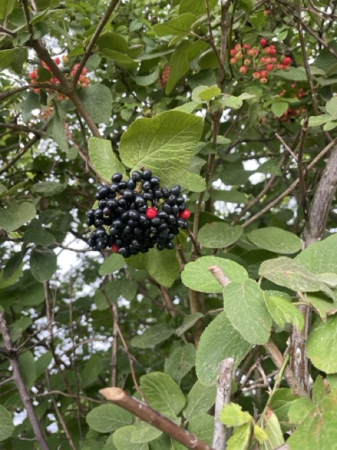 Schwarze Holunder (Sambucus nigra)