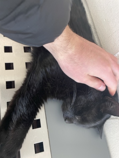 Schwarze Katze in Hildesheim