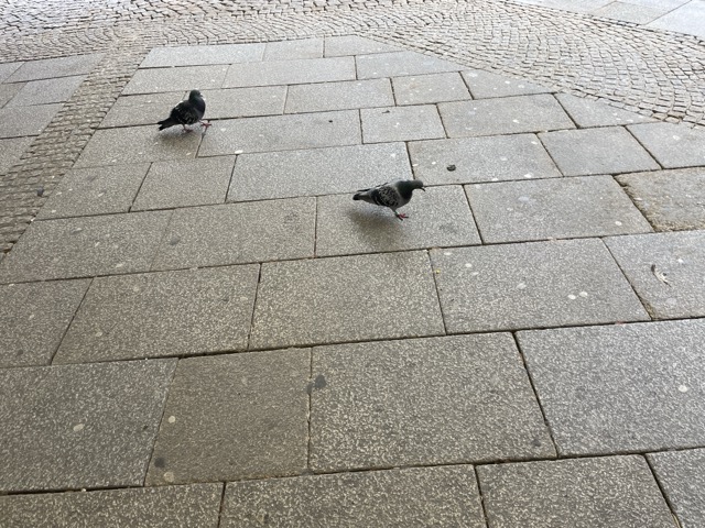 Tauben beobachten