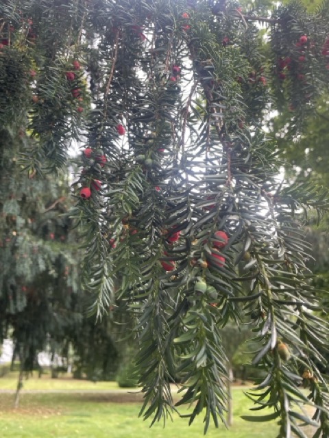 Eibe (Taxus Baccata)