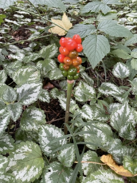 an unknown plant in the forest