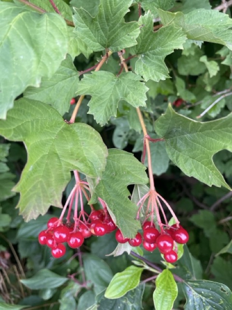 Gewöhnlicher Schneeball
