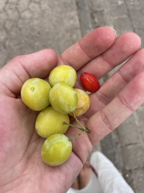 Wasserspendende Frucht