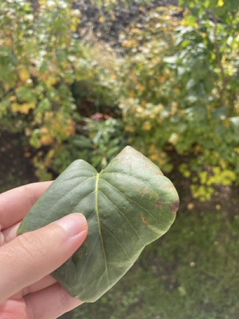 Cleaning teeth with a leaf in nature