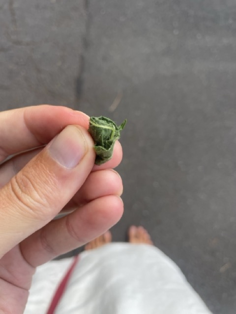 Zahnhygiene mit Pflanzen